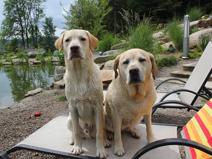 Hundehotel - Pools: Schwimmteich - Natur-Hunde-Hotel Bergfried