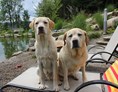 Urlaub-mit-Hund: Natur-Hunde-Hotel Bergfried