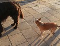 Urlaub-mit-Hund: Rasselbande - Landhaus Ohnesorg