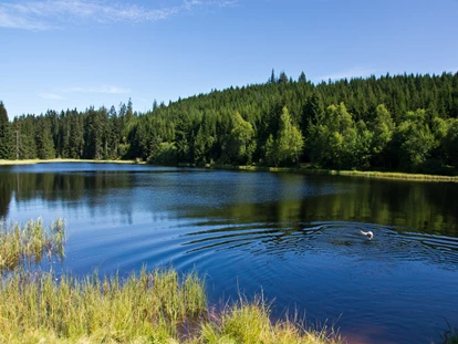 Hundehotel - Pools: Schwimmteich - Wandervorschlag Bärenhof zur Scheuerecker-Schwelle - Hotel Bärenhof
