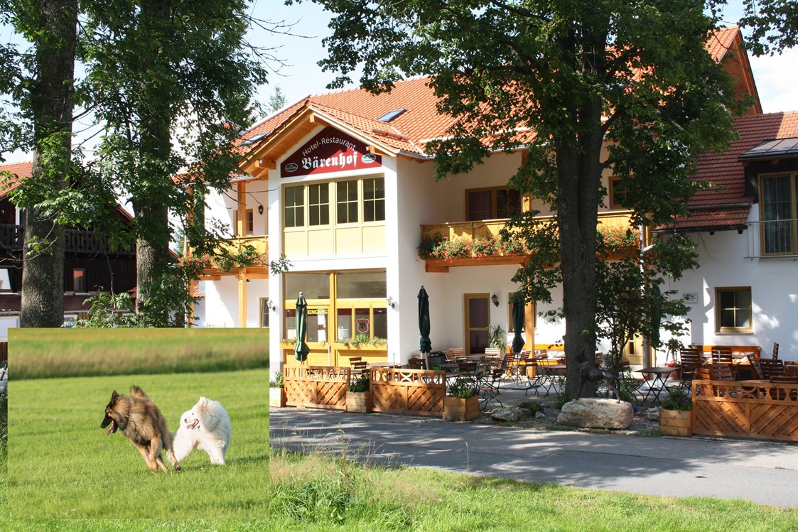 Urlaub-mit-Hund: Hotel Bärenhof