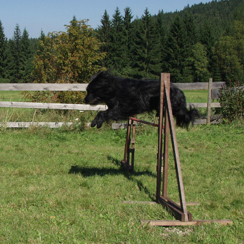 Urlaub-mit-Hund: Hotel Bärenhof