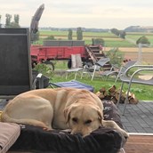Hundehotel: Wolfi, ein Gasthund, freut sich über die Hunde-Couch im Panorama-Pavillon des eingezäunten Gartens.  - Maifelder Uhlenhorst