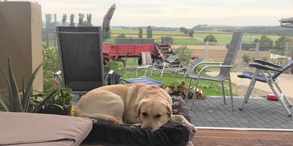 Hundehotel - Klassifizierung: 5 Sterne - Wolfi, ein Gasthund, freut sich über die Hunde-Couch im Panorama-Pavillon des eingezäunten Gartens.  - Maifelder Uhlenhorst