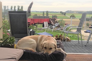 Urlaub-mit-Hund: Wolfi, ein Gasthund, freut sich über die Hunde-Couch im Wellness-Pavillon. Der Panoramablick über das schöne Maifeld interessiert ihn naturgemäß weniger. - Maifelder Uhlenhorst