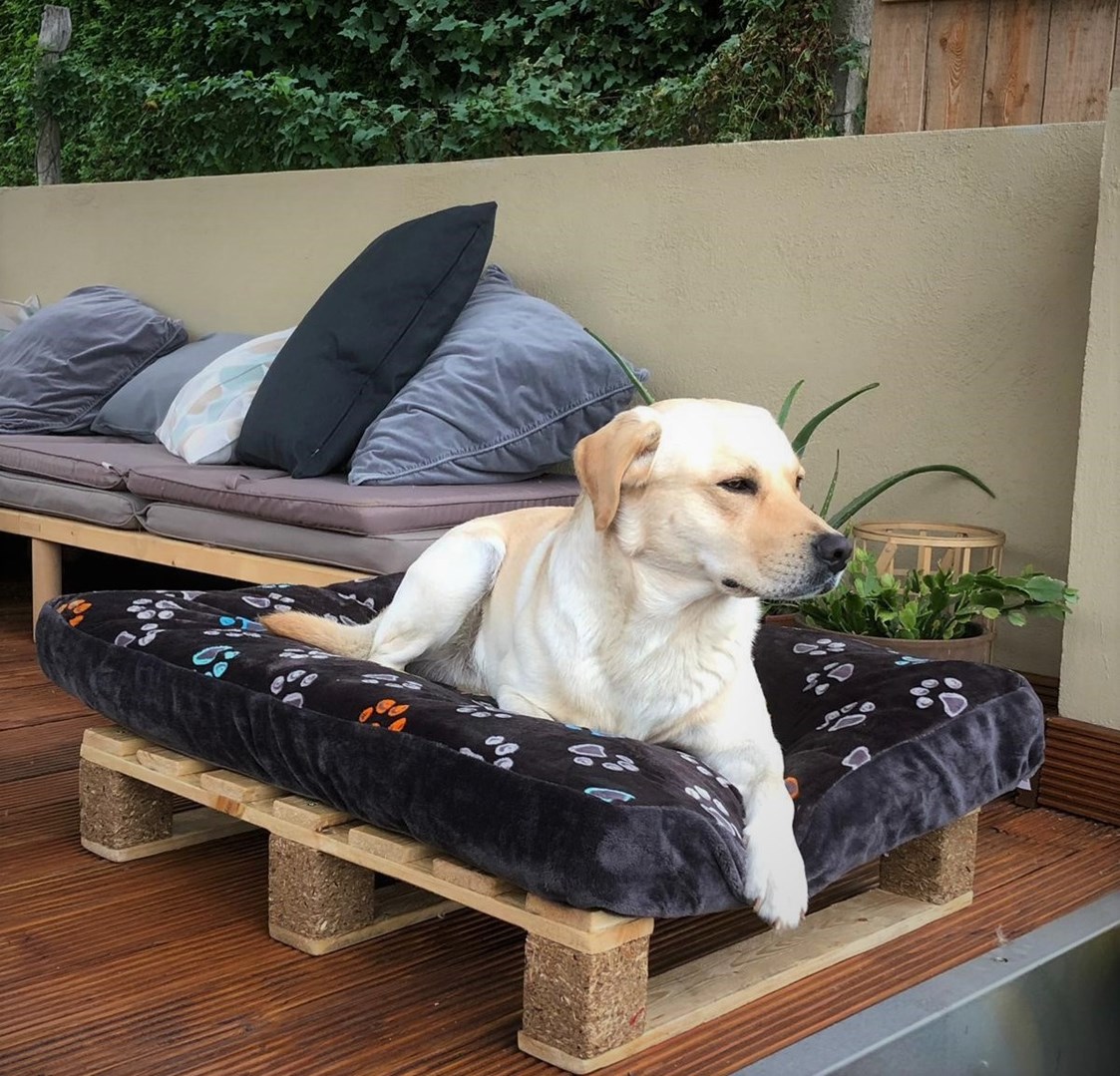 Urlaub-mit-Hund: Hunde-Couch im Wellness-Pavillon - Maifelder Uhlenhorst
