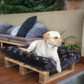 Urlaub-mit-Hund: Hunde-Couch im Wellness-Pavillon - Maifelder Uhlenhorst