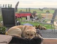 Urlaub-mit-Hund: Wolfi, ein Gasthund, freut sich über die Hunde-Couch im Panorama-Pavillon des eingezäunten Gartens.  - Wellness-Ferienhaus Maifelder Uhlenhorst mit Spa