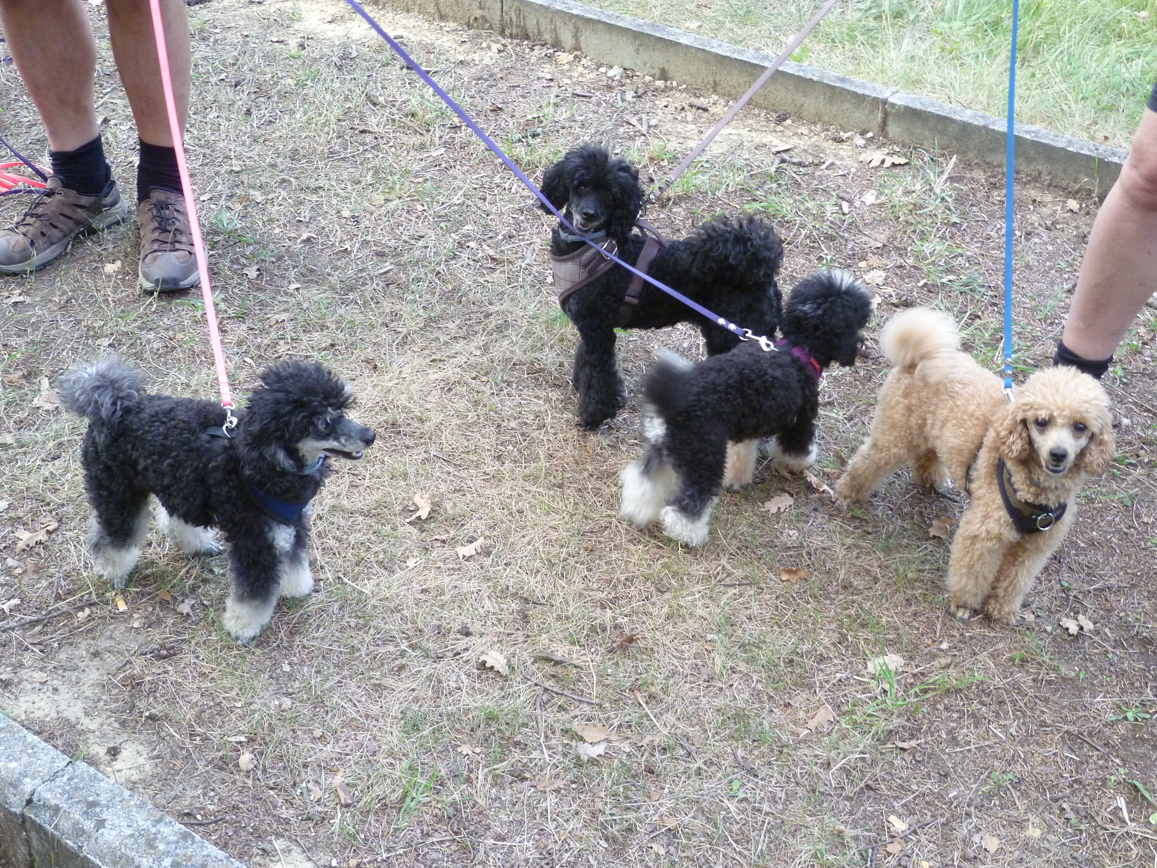Hotel Rifugio Prategiano Maremma Toskana Ausflüge mit Hund Alle Rassen