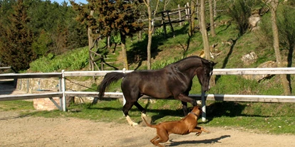 Hundehotel - WLAN - Toskana - Eigener Reitstall mit Wanderreittouren für Reitanfänger und erfahrene Reiter - Hotel Rifugio Prategiano Maremma Toskana