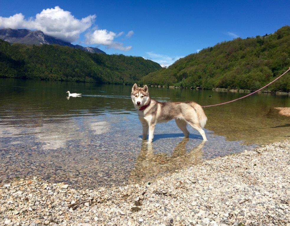 Urlaub-mit-Hund: Kann es Ihr Hund auch kaum erwarten der Gans ins Wasser hinterherzujagen.  - Hotel Sport