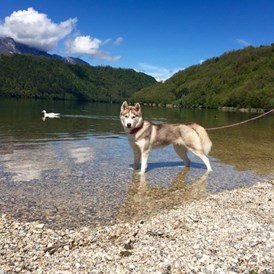 Urlaub-mit-Hund: Kann es Ihr Hund auch kaum erwarten der Gans ins Wasser hinterherzujagen.  - Hotel Sport