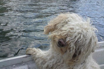 Urlaub-mit-Hund: Unsere Leihboote haben auch Platz für die felligen Matrosen. - Hotel Sport