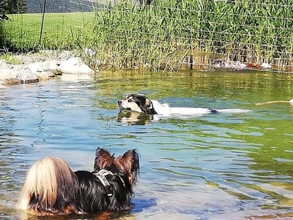 Hundehotel - Pools: Schwimmteich - Haus Mauken