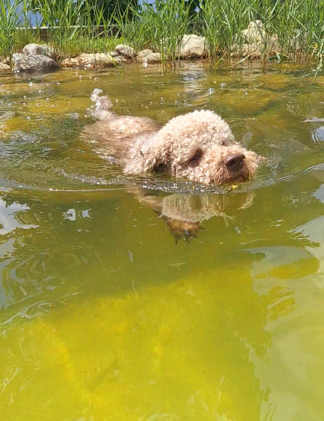 Urlaub-mit-Hund: Badespaß - Haus Mauken