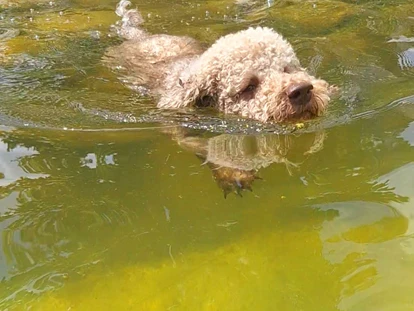 Hundehotel - Pools: Schwimmteich - Badespaß - Haus Mauken