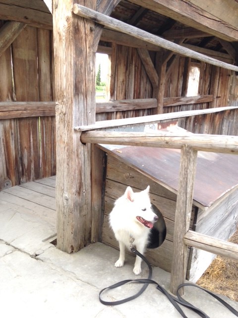 Ferienhof Sommerberg Ausflüge mit Hund Freilandmuseum Bad Windsheim