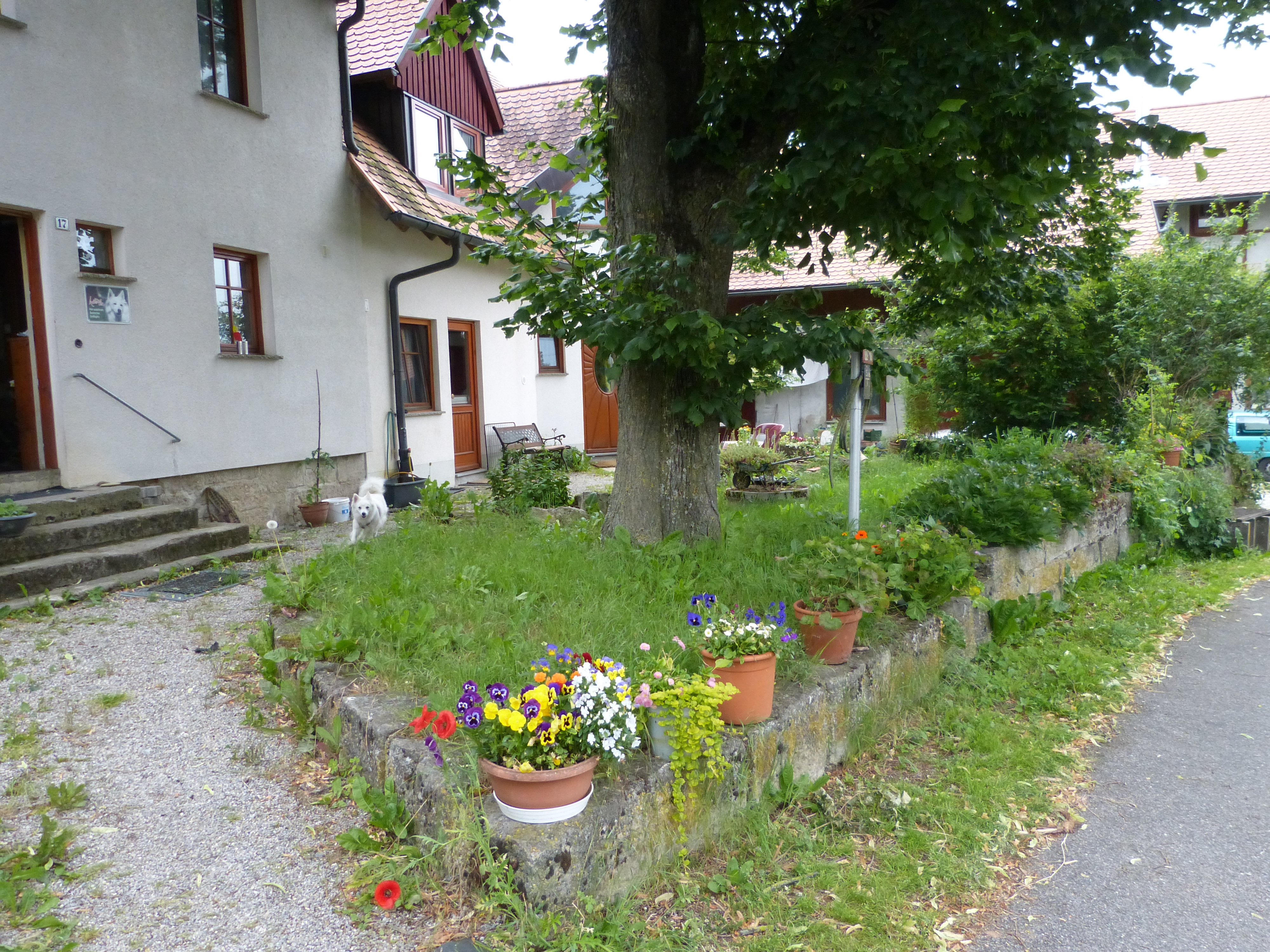 Urlaub-mit-Hund: Blick von vorne - Ferienhof Sommerberg