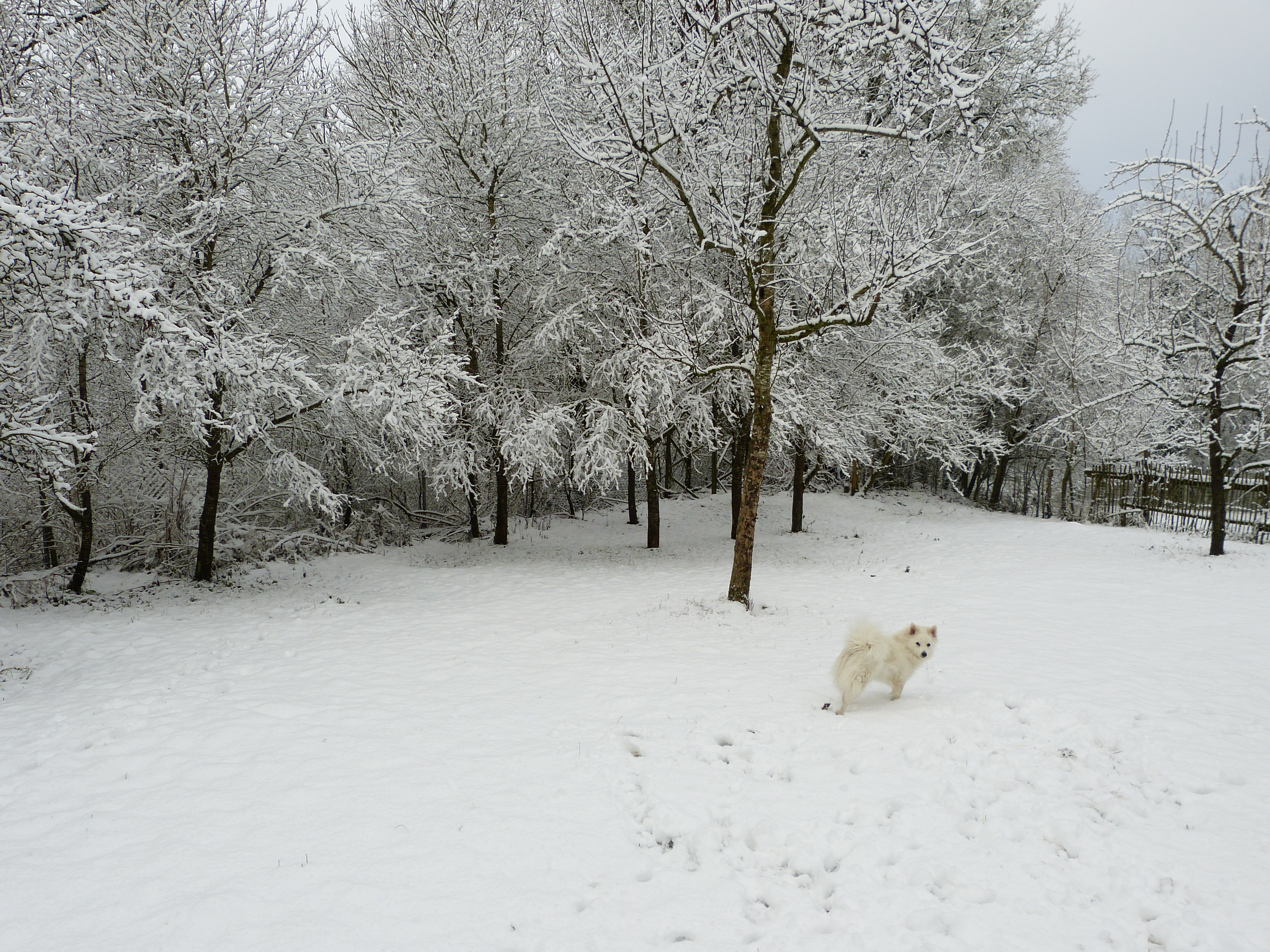 Urlaub-mit-Hund: Garten im Schnee - Ferienhof Sommerberg