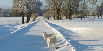 Hundehotel - Umgebungsschwerpunkt: am Land - Castell - Spaziergang im Schnee - Ferienhof Sommerberg