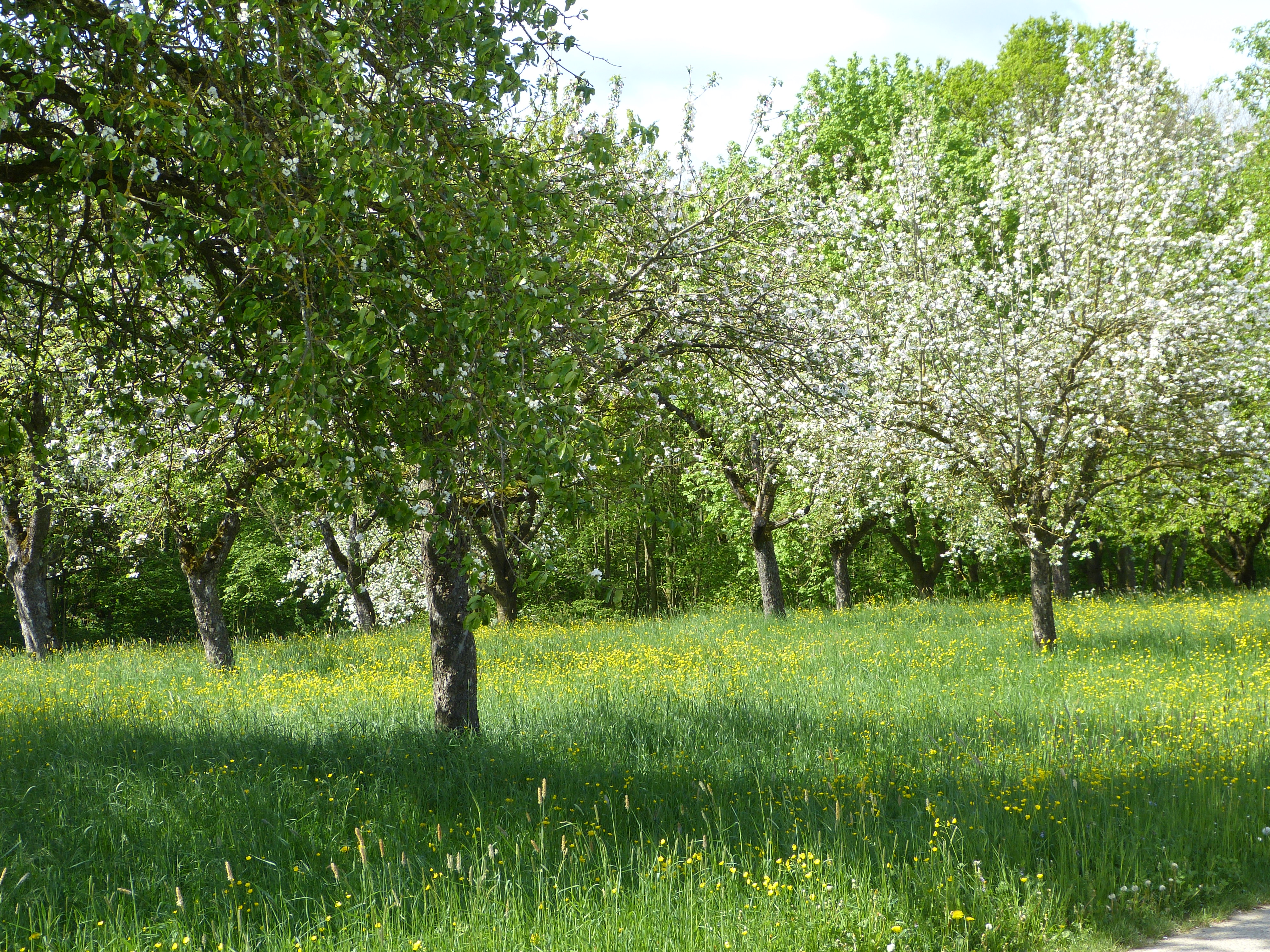 Urlaub-mit-Hund: Apfelblüte - Ferienhof Sommerberg