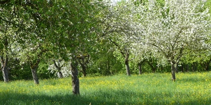 Hundehotel - Umgebungsschwerpunkt: am Land - Castell - Apfelblüte - Ferienhof Sommerberg