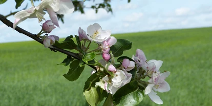 Hundehotel - Umgebungsschwerpunkt: am Land - Castell - Apfelblüte - Ferienhof Sommerberg