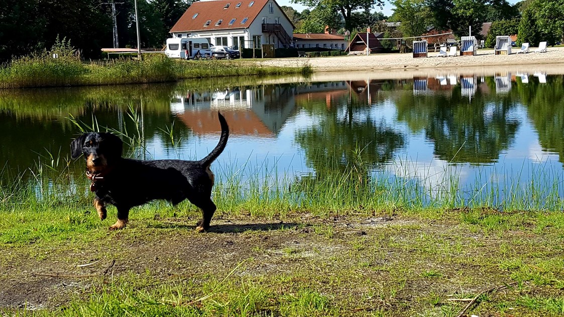 Urlaub-mit-Hund: Ferienpark Mecklenburg