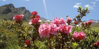 Hundehotel - Truden im Naturpark - Unsere Vinschger Bergwelt - Der Nationalpark - Hotel Martellerhof