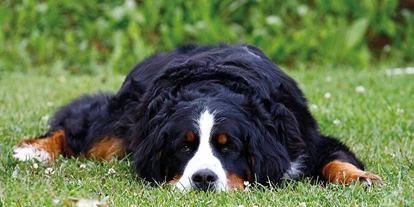 Hundehotel - Truden im Naturpark - Wohlfühlzone für die Fellnasen - Hotel Martellerhof