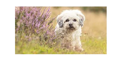 Hundehotel - Truden im Naturpark - Wohlfühlzone für die Fellnasen - Hotel Martellerhof
