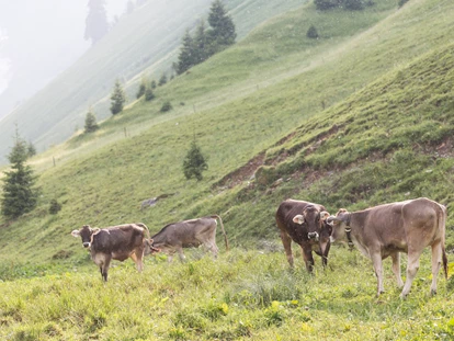 Hundehotel - Doggies: 3 Doggies - Zahlreiche Wander und Spazierwege  - Familotel Kaiserhof****