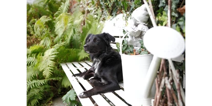 Hundehotel - Bad Leonfelden - Hotel Bärnsteinhof