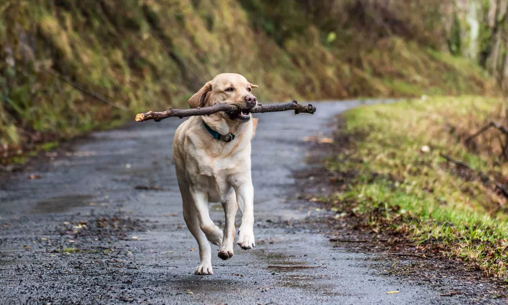 Urlaub-mit-Hund: schöne Spazierwege durch den Wald und Wiese mit direktem Start ab dem Hoteleingang - Vitalhotel Sonnenhof ****s