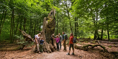Hundehotel - Unterkunftsart: Hotel - Göttingen - Urwald Sababurg im Naturpark Reinhardswald - Waldhotel Schäferberg