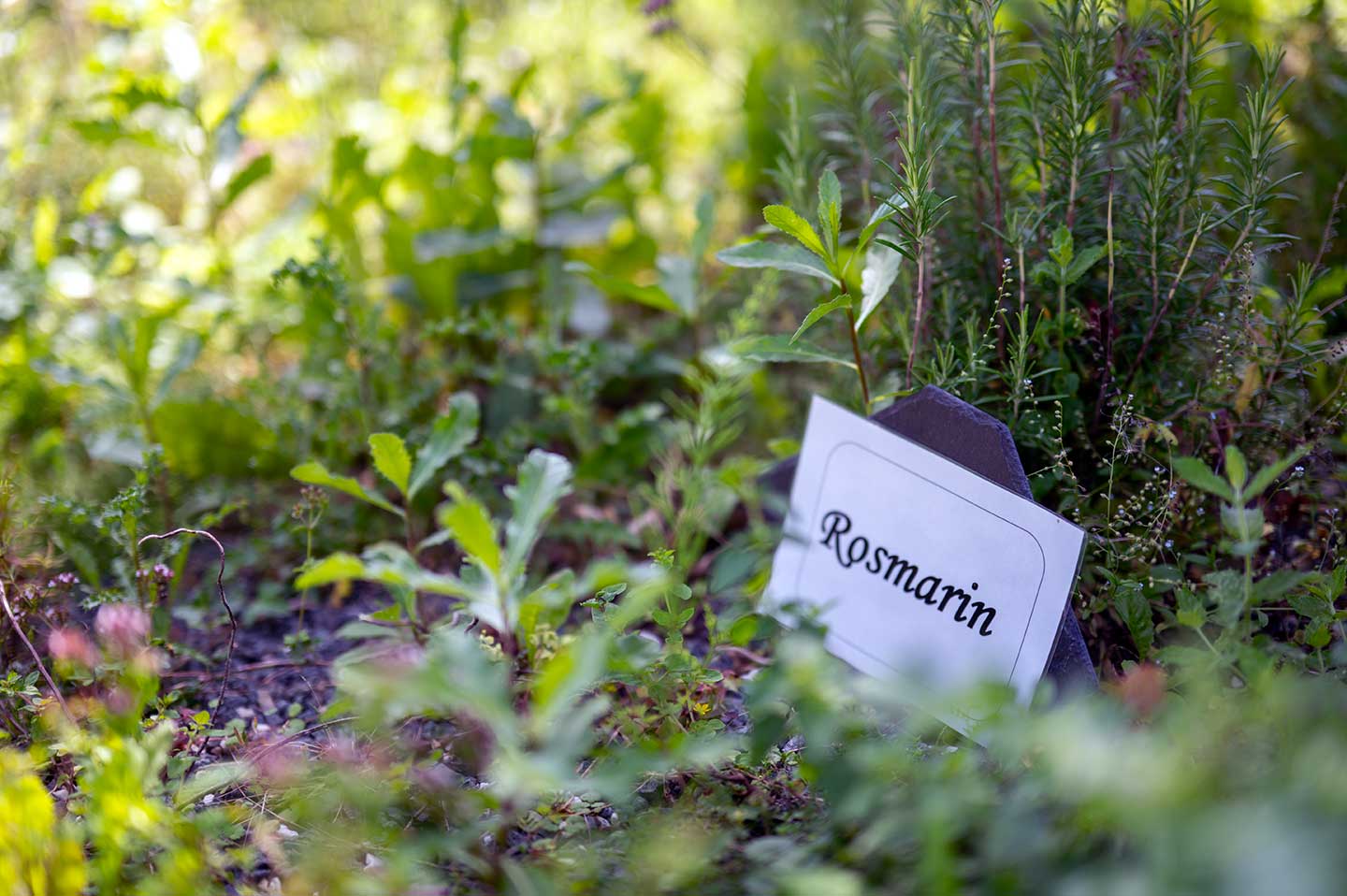 Urlaub-mit-Hund: Hauseigener Kräutergarten...immer frische und gesunde Würze an unseren Speisen. - Waldhotel Schäferberg - Essen | Trinken