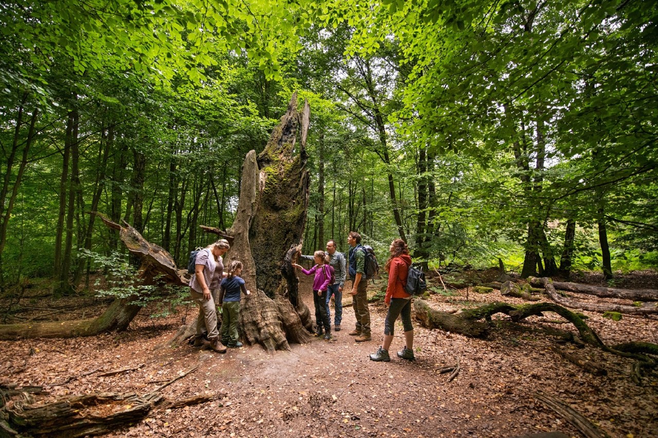 Waldhotel Schäferberg Ausflugsziele Urwald Sababurg